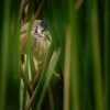Bukacek zlutonohy - Ixobrychus sinensis - Yellow Bittern o3148
